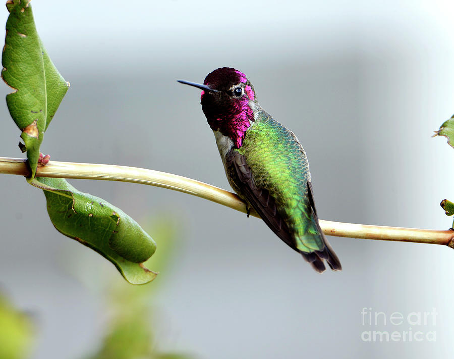Annas Hummingbird Photograph by Denise Bruchman
