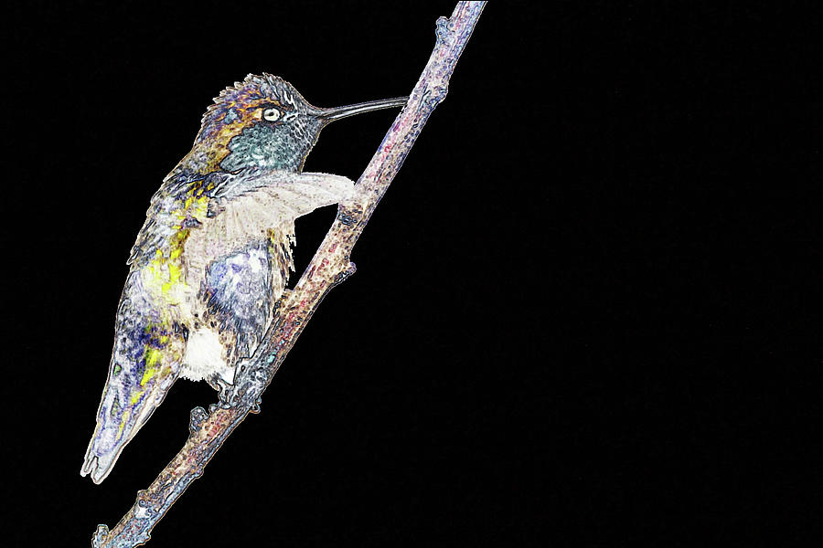 Annas Hummingbird Digital Art 0970-010317-1cr Photograph by Tam Ryan