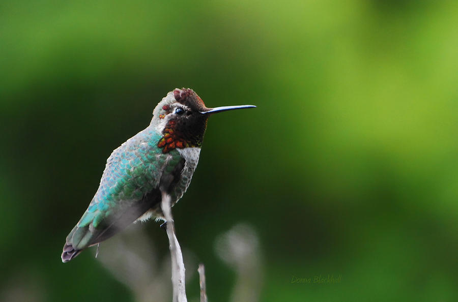 Annas Hummingbird Photograph by Donna Blackhall