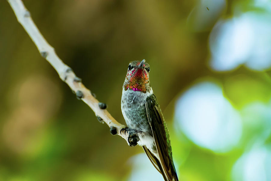 Annas Hummingbird Photograph by Douglas Killourie