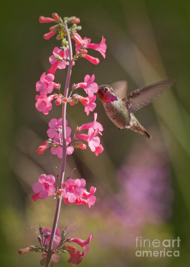 Anna's Hummingbird Drinking From Pink Penstemon Photograph by K D Graves