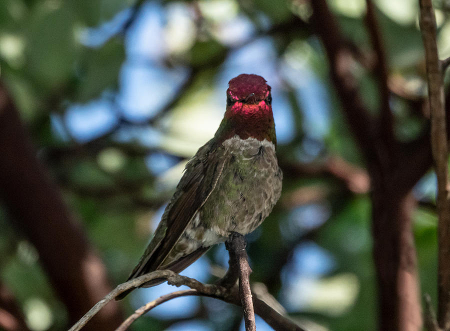 Annas Hummingbird Photograph by Elizabeth Waitinas