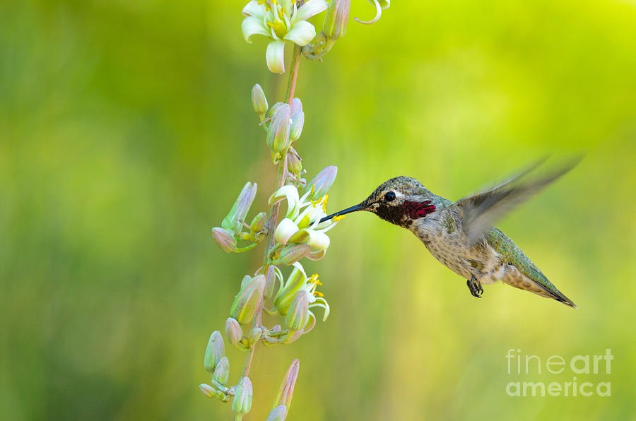 Anna's Photograph - Annas Hummingbird by Emily Bristor Anna's Photograph - Annas Hummingbird by Emily Bristor