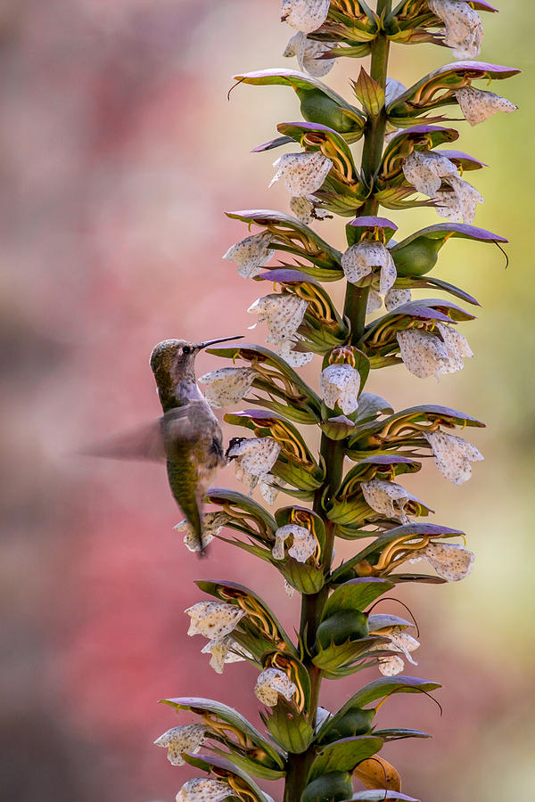 Annas hummingbird feeding Photograph by Shawn Jeffries