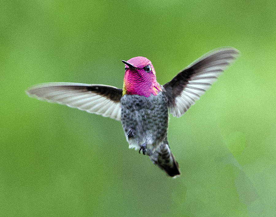 Annas Hummingbird Flying Toward The Camera Photograph by William Bitman