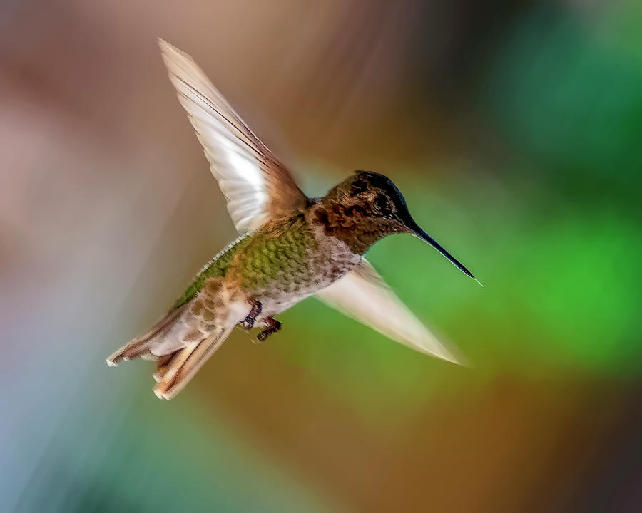 Annas Hummingbird h1815 Photograph by Mark Myhaver