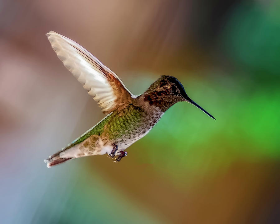 Annas Hummingbird h1816 Photograph by Mark Myhaver
