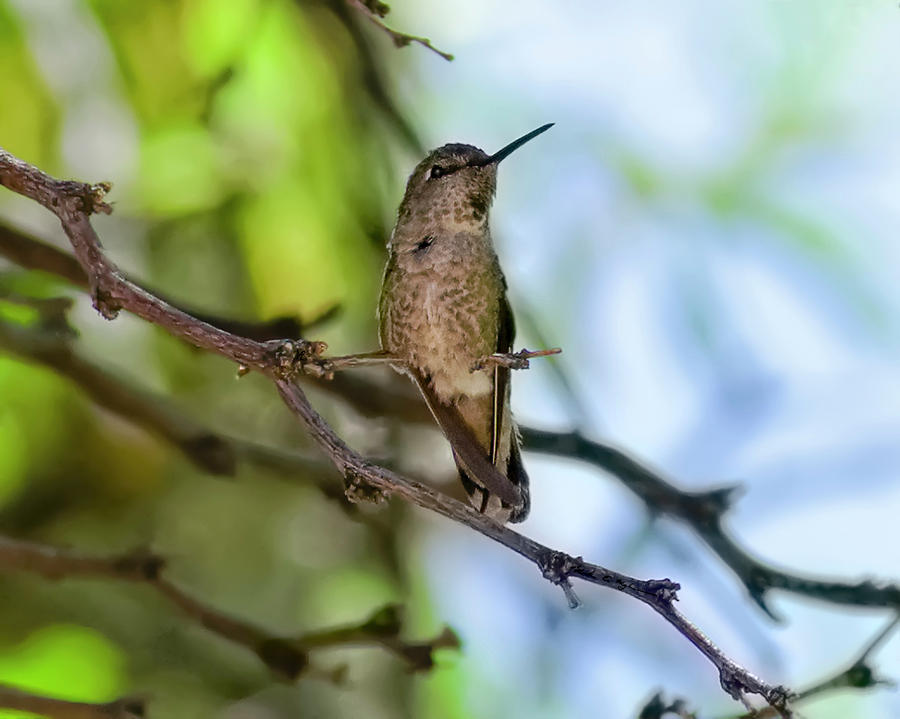 Feather Photograph - Annas Hummingbird h23 by Mark Myhaver