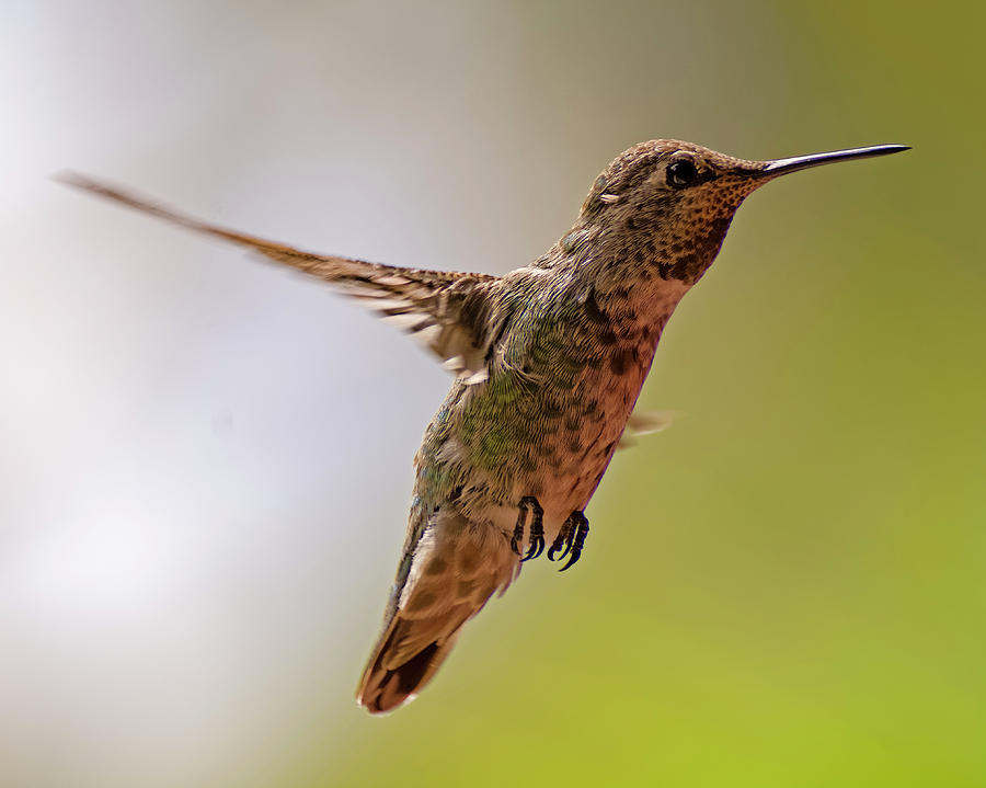 Feather Photograph - Annas Hummingbird h24 by Mark Myhaver