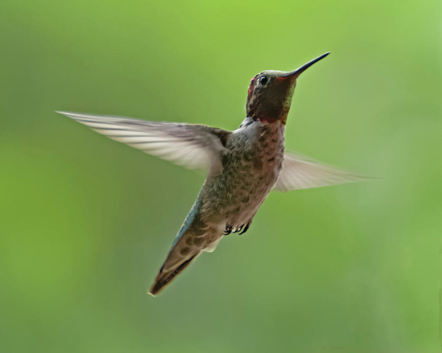 Feather Photograph - Annas Hummingbird h48 by Mark Myhaver