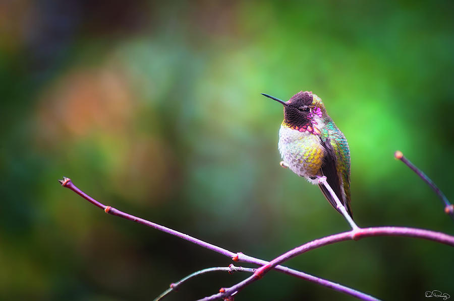 Annas Hummingbird I Photograph by Dee Browning