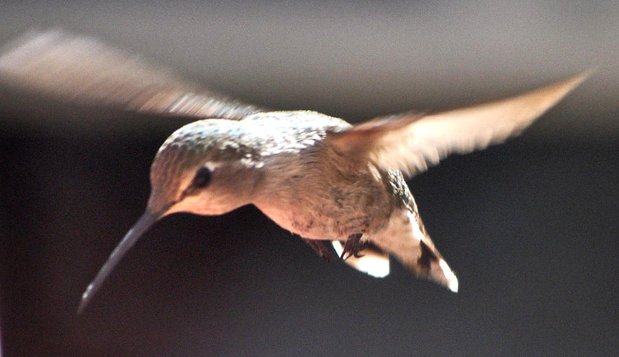 Annas Hummingbird In Flight Photograph by Jay Milo