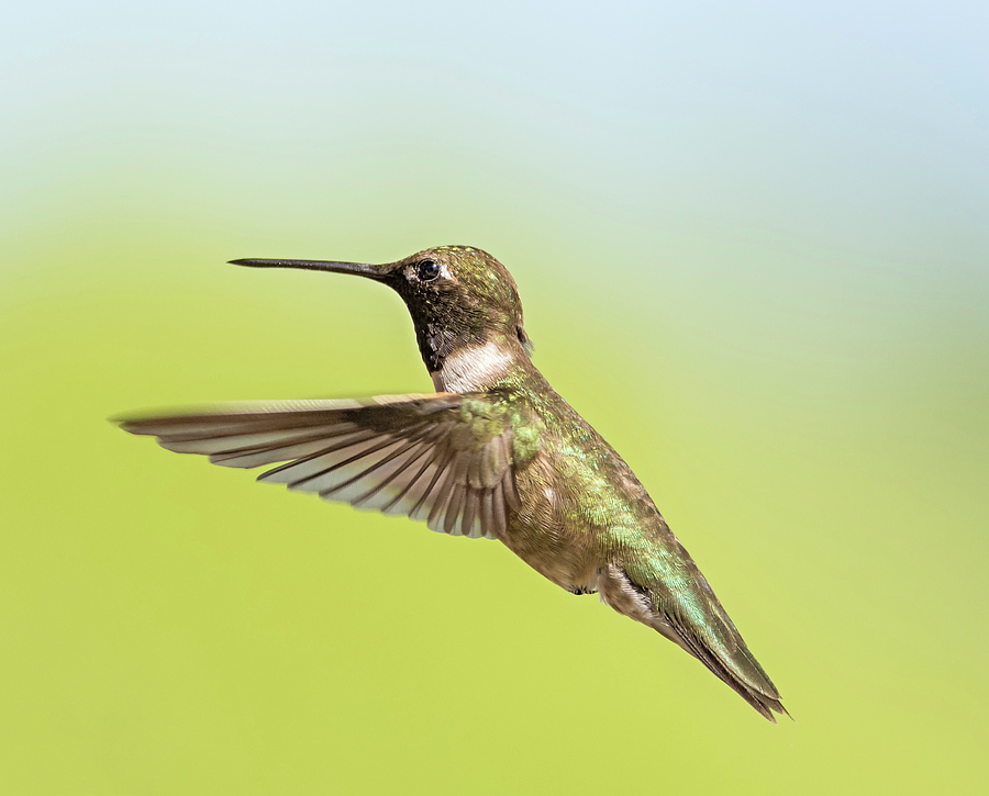 Annas Hummingbird in Flight Photograph by Loree Johnson