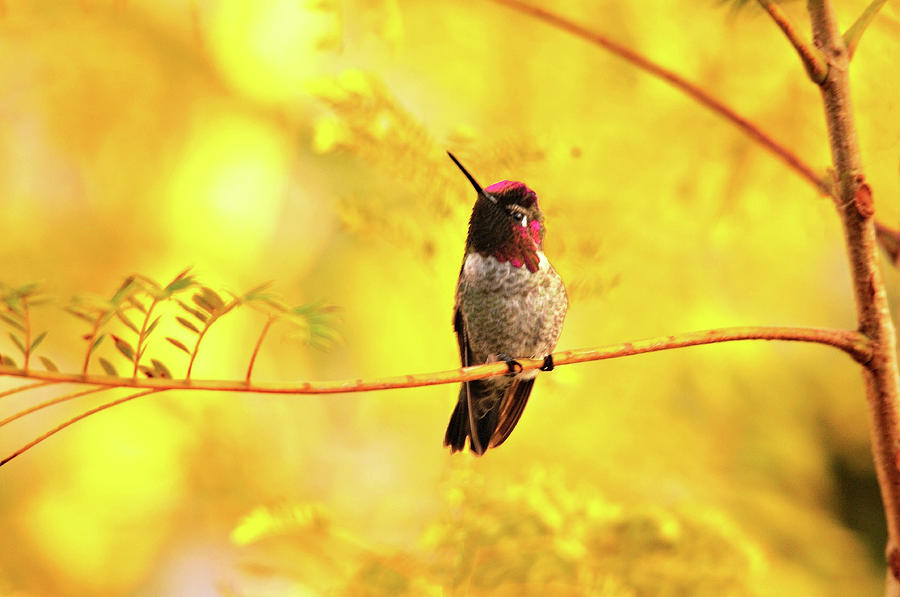 Annas Hummingbird in Golden Light Photograph by Lynn Bauer