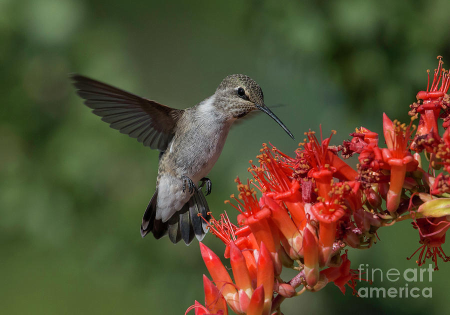 Hummingbird Photograph - Annas Hummingbird in the Ocotillo by Lisa Manifold