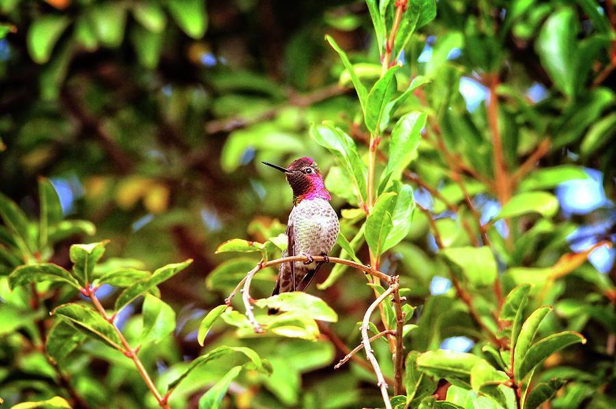 Annas Hummingbird in the Pomegranate Tree Photograph by Lynn Bauer