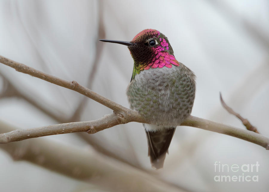 Anna's Hummingbird by Katie Joya Anna's Hummingbird by Katie Joya