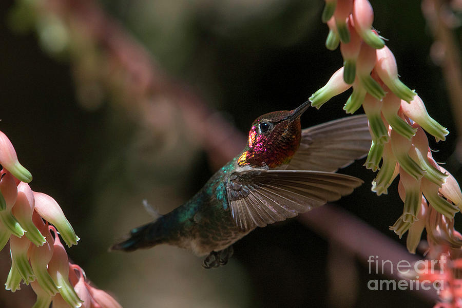 Annas Hummingbird Photograph by Lisa Manifold