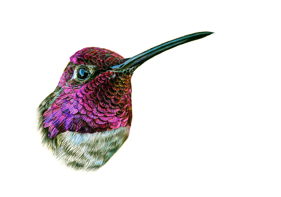 Hummingbird Painting - Annas Hummingbird by Logan Parsons