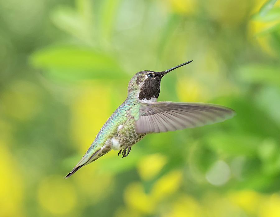 Annas Hummingbird Photograph by Loree Johnson