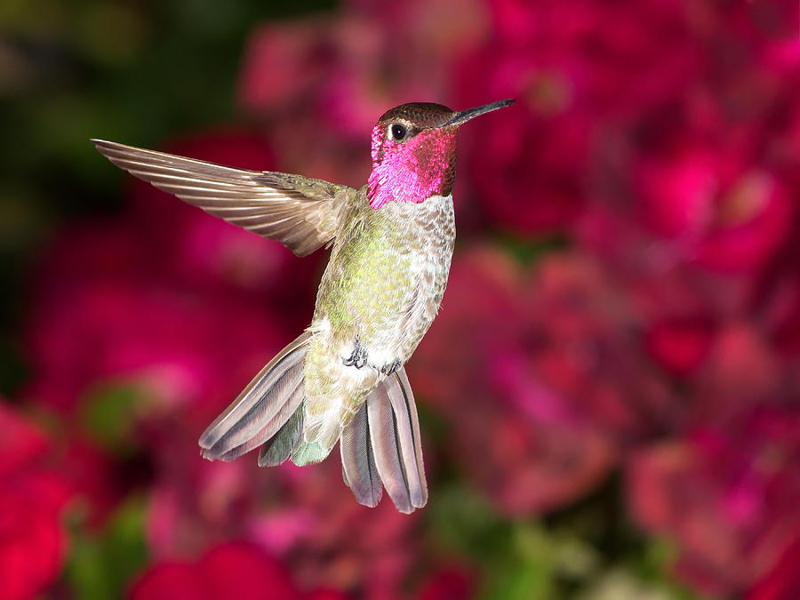 Anna's Hummingbird Male 2 Photograph by Ron D Johnson - Fine Art America