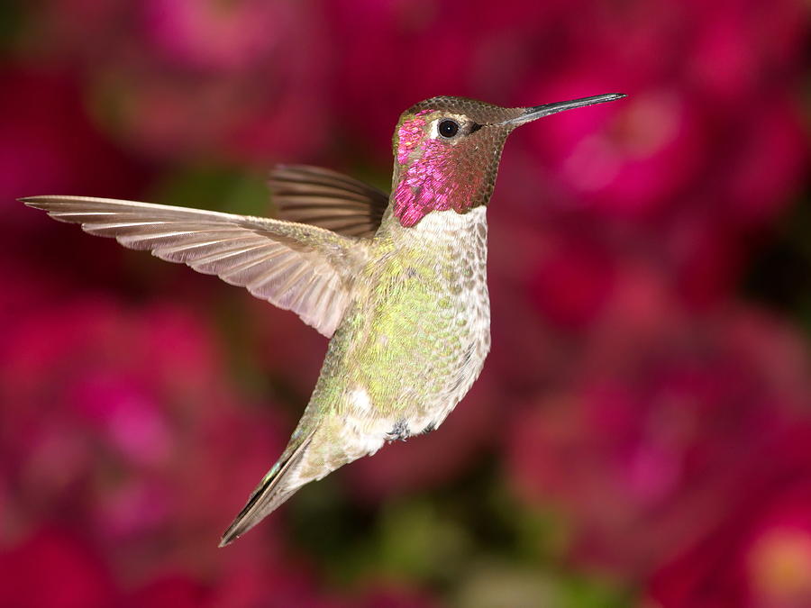 Anna's Hummingbird Male 4 Photograph by Ron D Johnson - Fine Art America