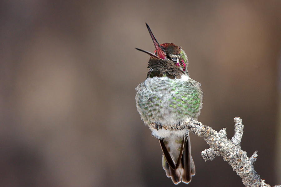 Hummingbird Photograph - Howling at the Moon by Ron D Johnson