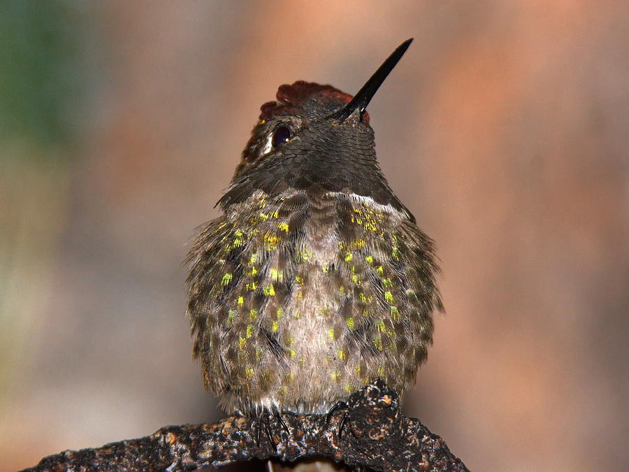 Hummingbird Photograph - Annas Hummingbird Male 3 by Ron D Johnson