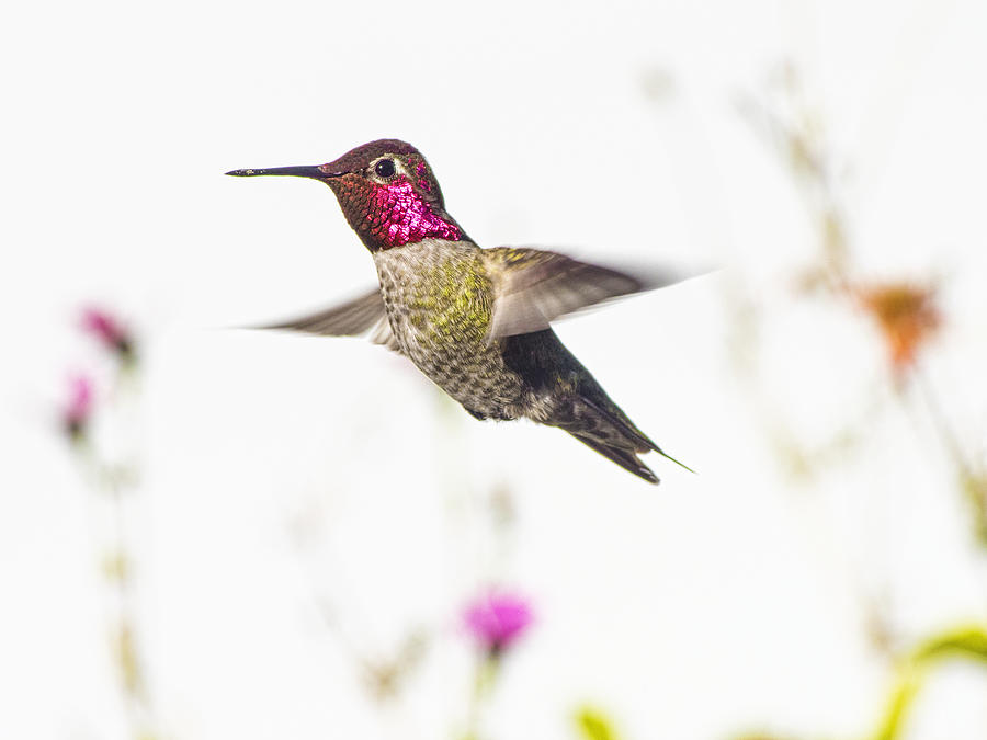Hummingbird Photograph - Annas Hummingbird by Mike Herdering