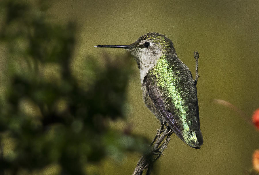 Annas Hummingbird Photograph by Morgan Wright