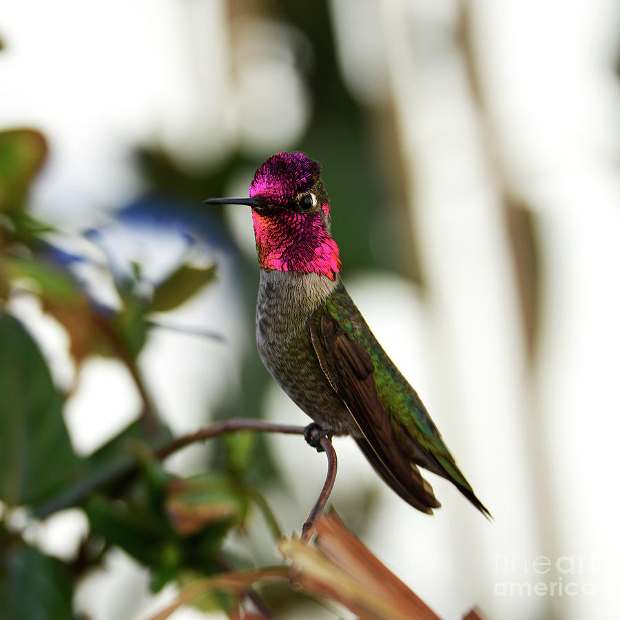 Annas Hummingbird on Alert Photograph by Denise Bruchman