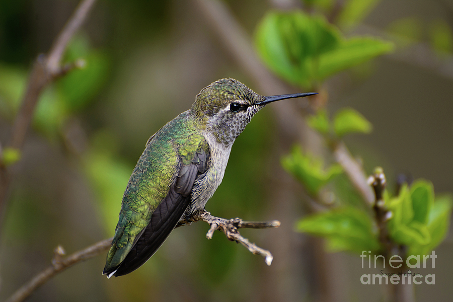 Hummingbird Photograph - Annas Hummingbird on Lime Tree by Susan Wiedmann