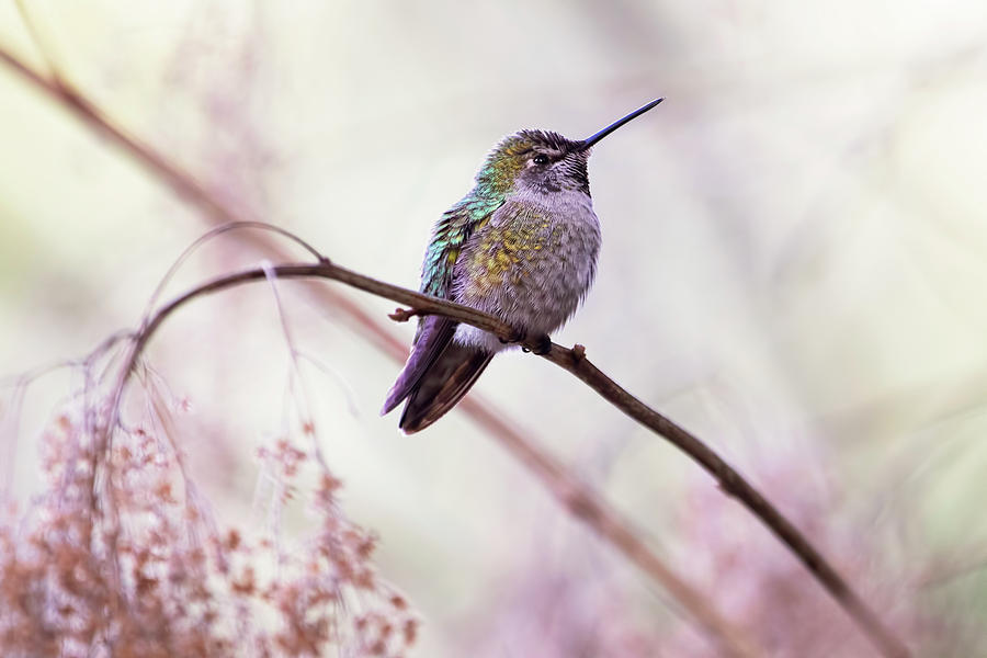 Hummingbird Photograph - Annas Hummingbird by Peggy Collins