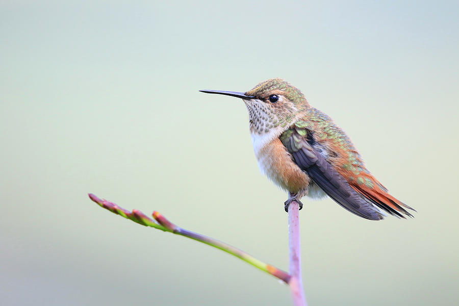 Annas Hummingbird Perch Photograph by Steve McKinzie