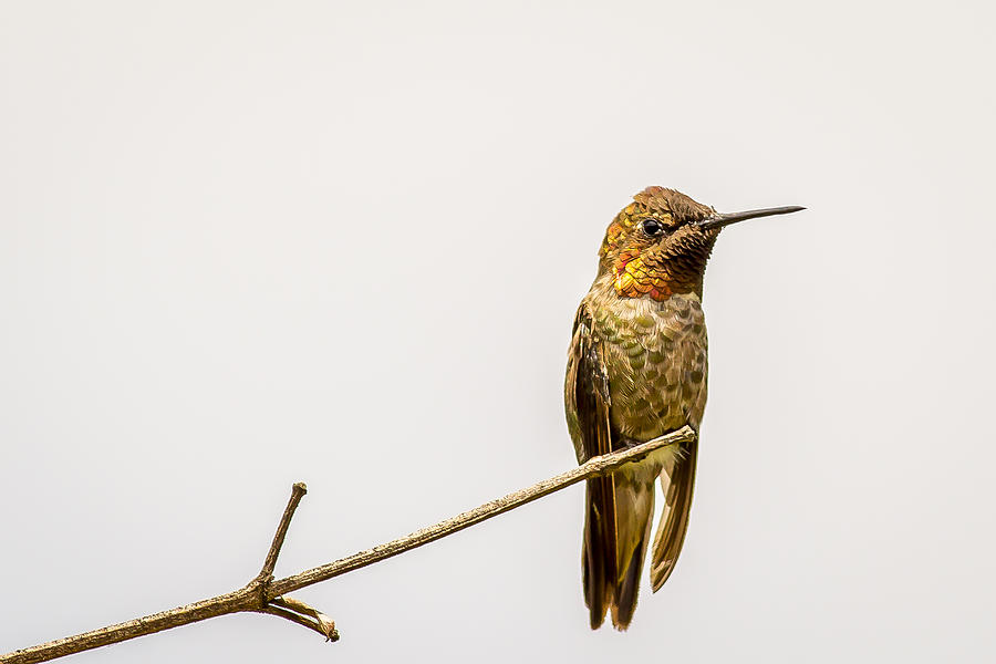 Annas hummingbird perched Photograph by Shawn Jeffries