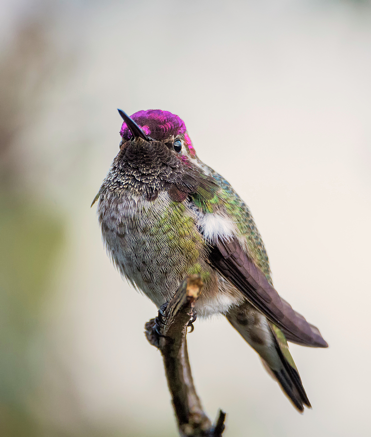 Annas Hummingbird Portrait Photograph by Loree Johnson