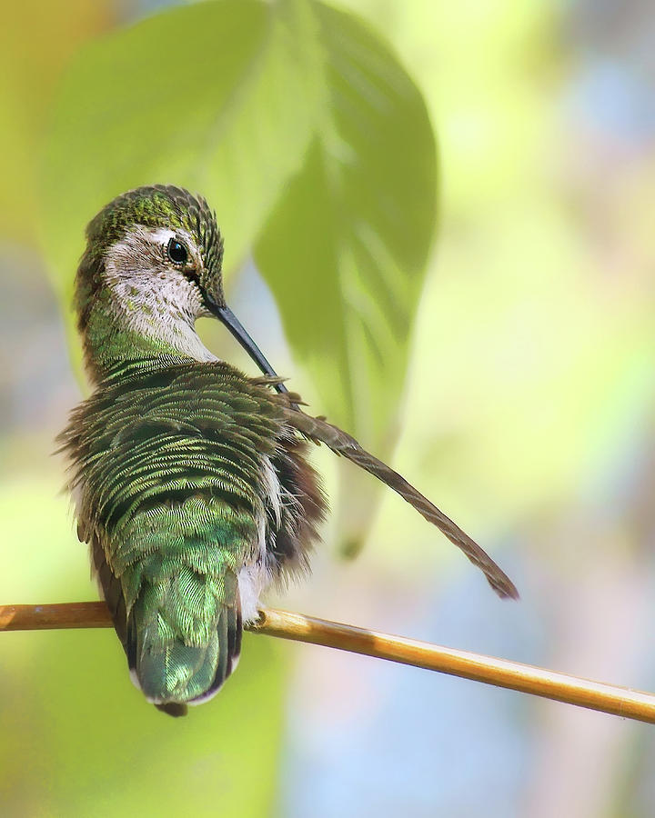 Annas Hummingbird - Preening Photograph by Nikolyn McDonald