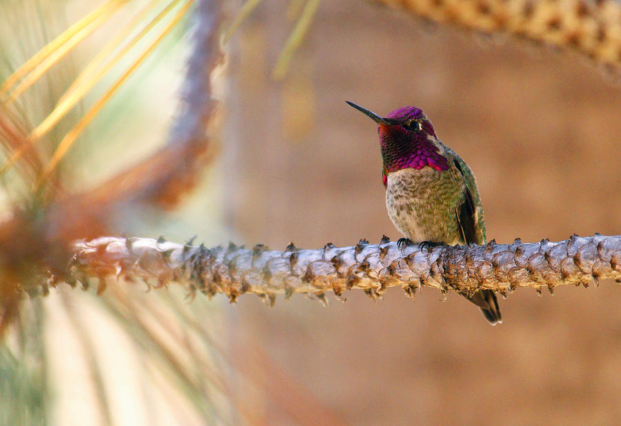 Annas Hummingbird Photograph by Robin Street-Morris