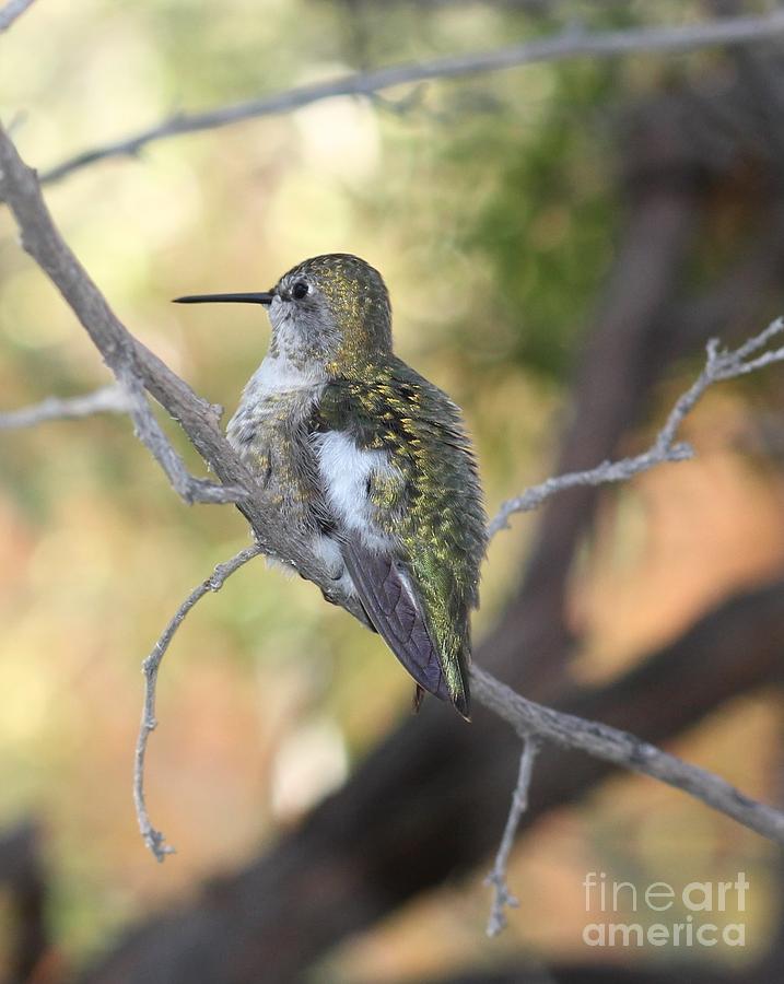 Arizona-sonora Desert Museum Photograph - Annas Hummingbird by Rupali Kumbhani Arizona-sonora Desert Museum Photograph - Annas Hummingbird by Rupali Kumbhani