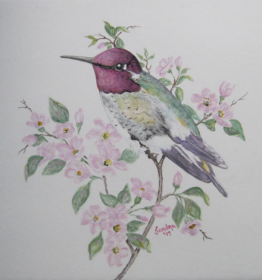 Anna's Hummingbird by Sandra Maddox Anna's Hummingbird by Sandra Maddox