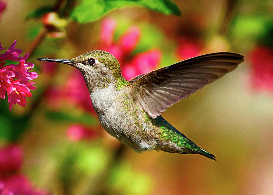 Anna's Hummingbird by Sheldon Bilsker Anna's Hummingbird by Sheldon Bilsker