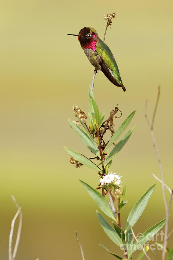 Annas Hummingbird Sitting Photograph by Natural Focal Point Photography