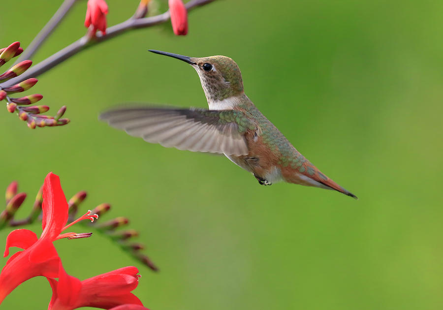 Annas Hummingbird Photograph by Steve McKinzie