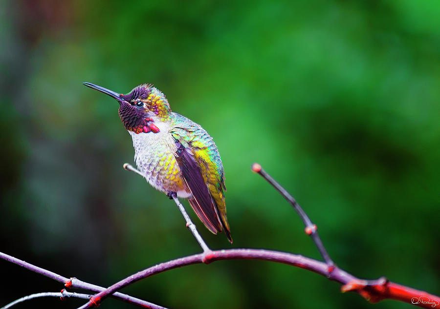 Annas Hummingbird V Photograph by Dee Browning