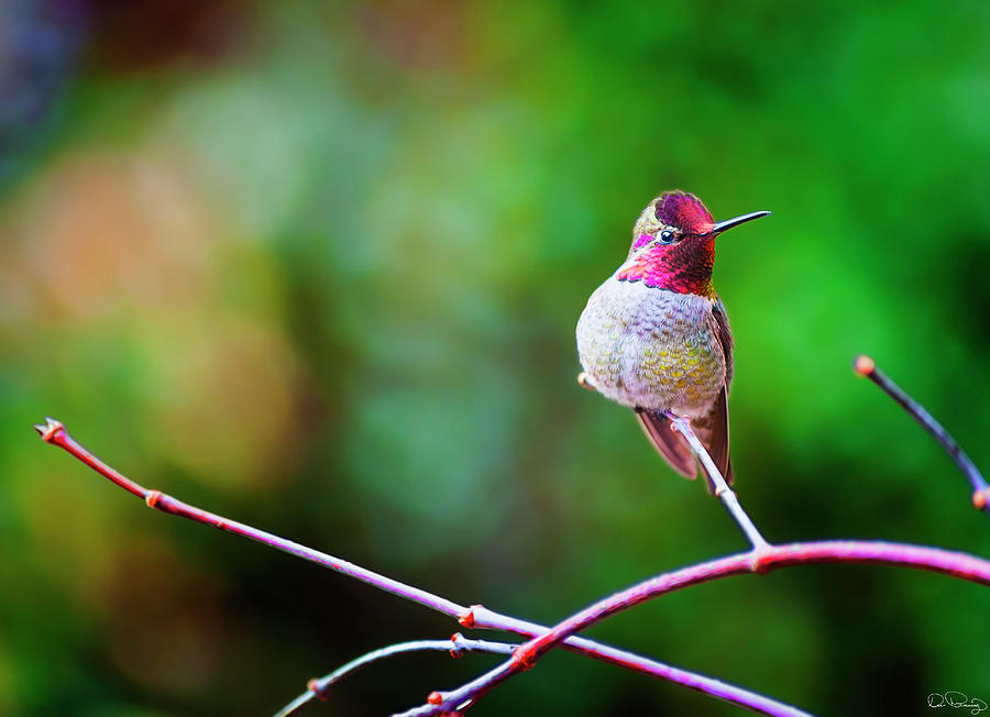 Annas Hummingbird XIII Photograph by Dee Browning
