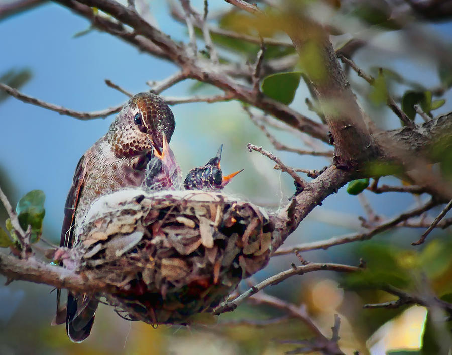 Annas Hummingbirds Photograph by Nikolyn McDonald