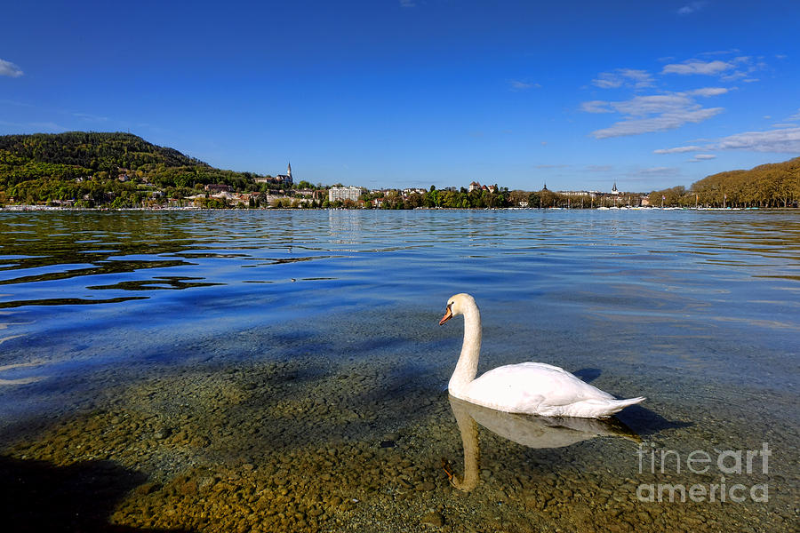 Swan Photograph - Annecy by Olivier Le Queinec