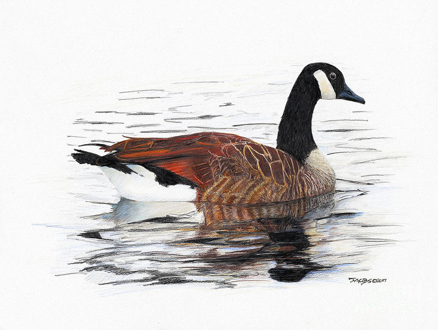 Goose Drawing - Annie Belle by Kevin Scott Jacobs Goose Drawing - Annie Belle by Kevin Scott Jacobs