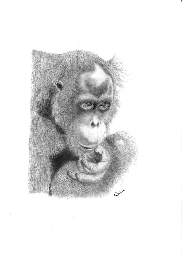 Animal Drawing - Annie by Rosanna Maria