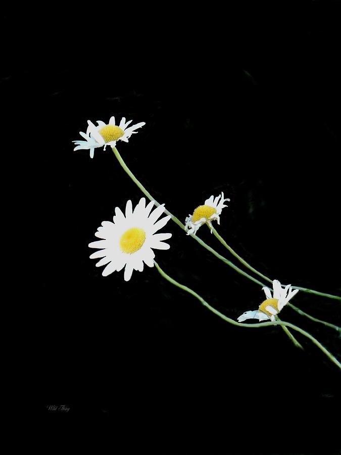 Annies Daisies Photograph by Wild Thing